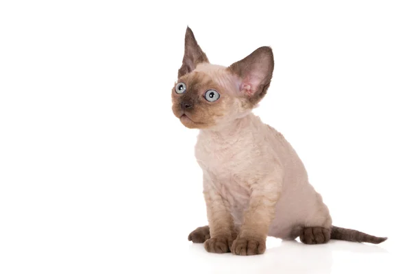 Entzückendes devon rex Kätzchen posiert auf weiß — Stockfoto