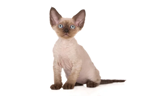 Adorable devon rex gatito posando en blanco —  Fotos de Stock