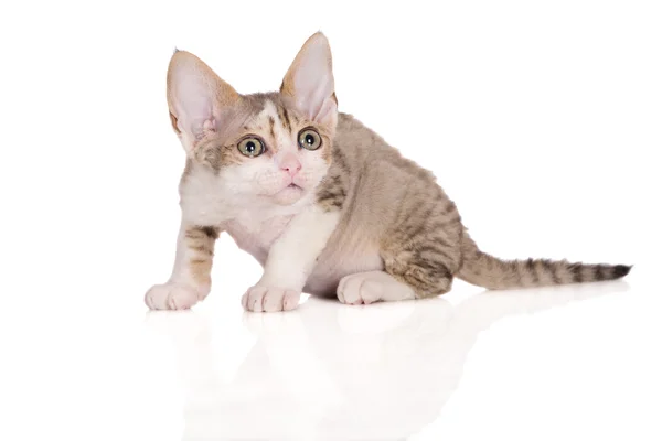 Entzückendes devon rex Kätzchen posiert auf weiß — Stockfoto