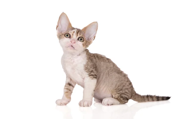 Adorable devon rex gatito posando en blanco —  Fotos de Stock