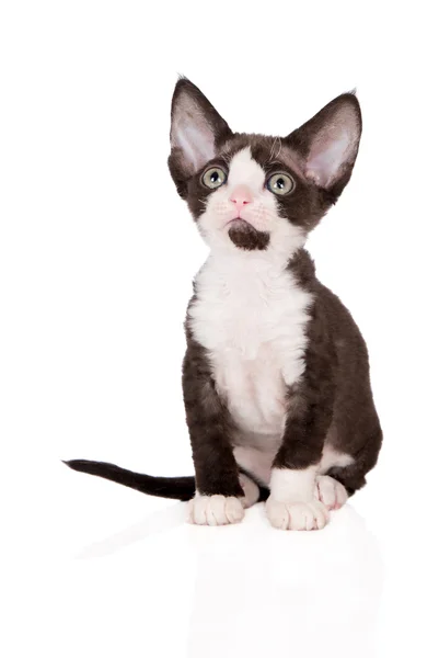Adorabile devon rex gattino in posa su bianco — Foto Stock