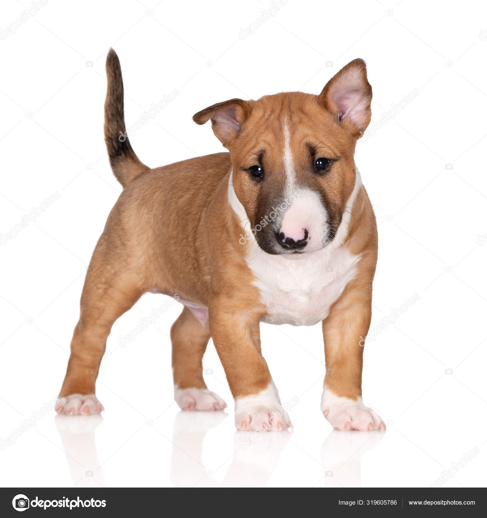 English Bull Terrier Puppy White Background Stock Photo C Ots Photo 319605786