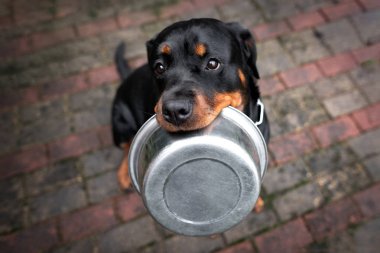 Rottweiler köpeği bir yemek kasesi tutuyor.