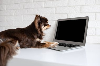 Chihuahua köpeği kapalı alanda bilgisayar üzerinde çalışıyor.