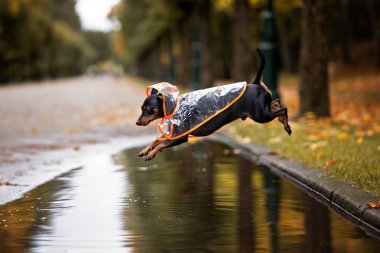 Dışarıda yağmurluk giymiş küçük bir köpek.