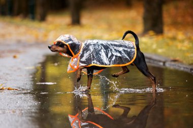 Dışarıda yağmurluk giymiş küçük bir köpek.