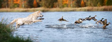 Golden retriever köpeği nehirde ördek avlıyor.