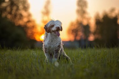 İspanyol su köpeği gün batımında poz veriyor