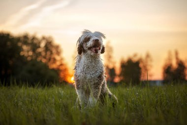 İspanyol su köpeği gün batımında poz veriyor