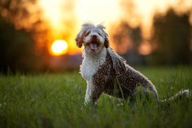 İspanyol su köpeği gün batımında poz veriyor