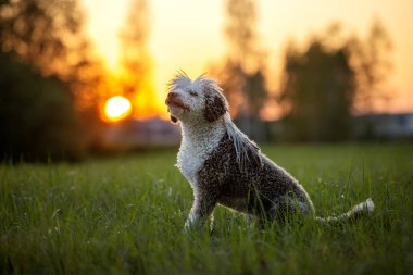 İspanyol su köpeği gün batımında poz veriyor