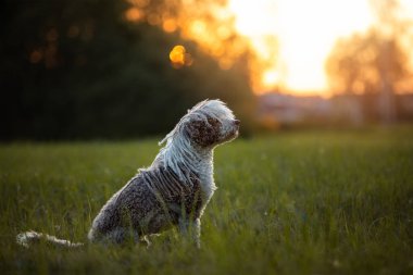 İspanyol su köpeği gün batımında poz veriyor