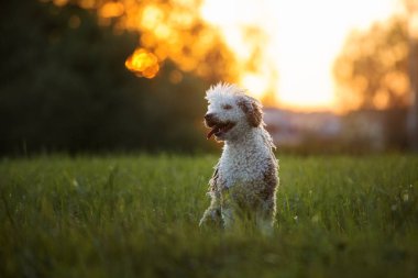 İspanyol su köpeği gün batımında poz veriyor