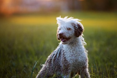 İspanyol su köpeği gün batımında poz veriyor