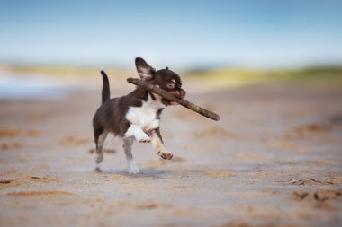 Kahverengi chihuahua köpek yavrusu yazın dışarıda