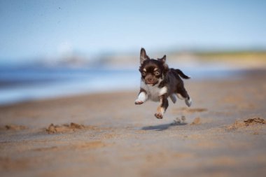 Kahverengi chihuahua köpek yavrusu yazın dışarıda