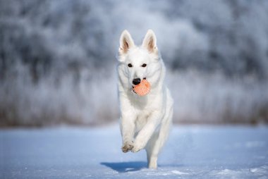 Beyaz çoban köpeği kışın dışarıda.