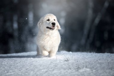 Golden Retriever köpek yavrusu kışın dışarıda
