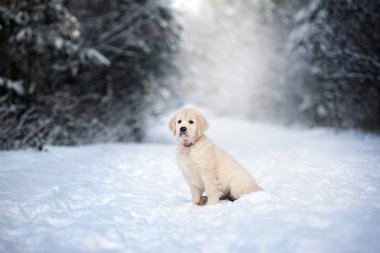 Golden Retriever köpek yavrusu kışın dışarıda