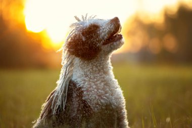Yazın gün batımında İspanyol su köpeği