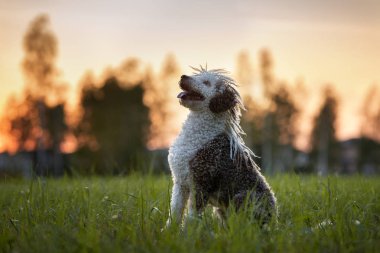 Yazın gün batımında İspanyol su köpeği