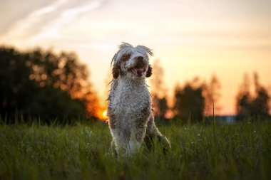 Yazın gün batımında İspanyol su köpeği