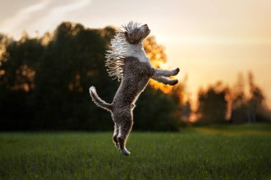 Yazın gün batımında İspanyol su köpeği