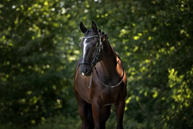 Yazın güzel siyah at portresi
