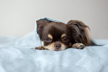 Chihuahua köpeği yatakta poz veriyor.