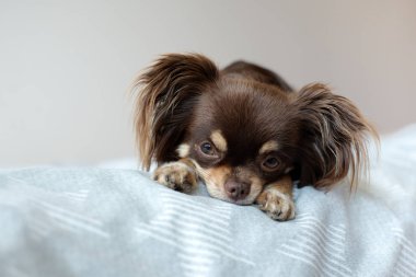 Chihuahua köpeği yatakta poz veriyor.