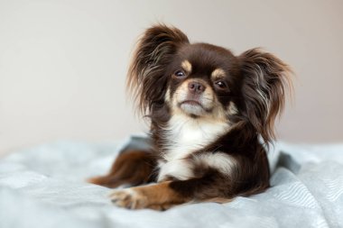 Chihuahua köpeği yatakta poz veriyor.