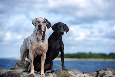 İki Louisiana Katahoula köpeği sahilde