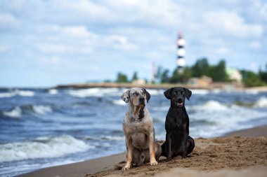 İki Louisiana Katahoula köpeği sahilde