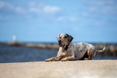 Louisiana Catahoula sahilde bir köpek yetiştiriyor.