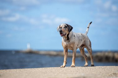 Louisiana Catahoula sahilde bir köpek yetiştiriyor.