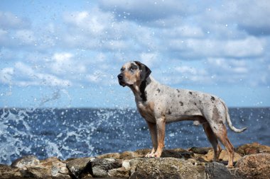 Louisiana Catahoula sahilde bir köpek yetiştiriyor.