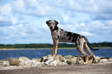 Louisiana Catahoula sahilde bir köpek yetiştiriyor.