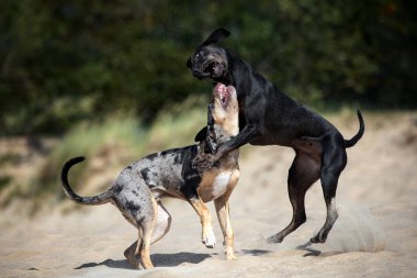 Sahilde oynayan iki büyük köpek.