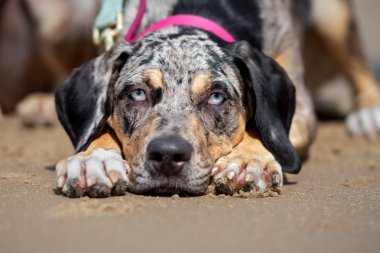 Louisiana Katahoula Köpek Portresi