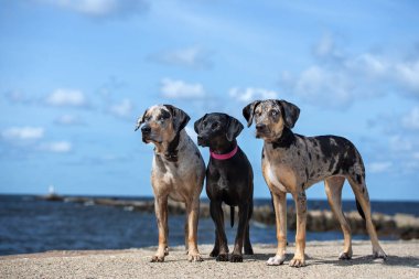 Üç Louisiana Catahoula sahilde köpek yetiştiriyor.