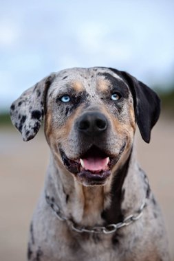 Louisiana Katahoula Köpek Portresi