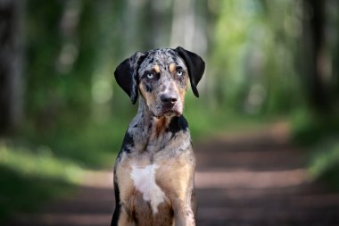 Catahoula cins köpeği dışarıda poz veriyor.