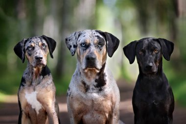 Üç Catahoula köpeği.