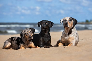 Üç Catahoula köpeği.