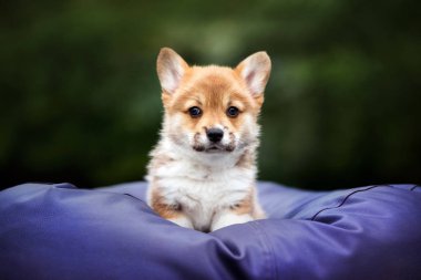 Kırmızı Galli Corgi Pembroke köpek yavrusu