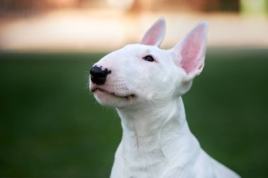 Beyaz İngiliz teriyer köpeği dışarıda poz veriyor.