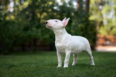 Beyaz İngiliz teriyer köpeği dışarıda poz veriyor.