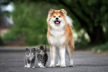 Akita Inu köpeği iki kedi yavrusuyla poz veriyor.