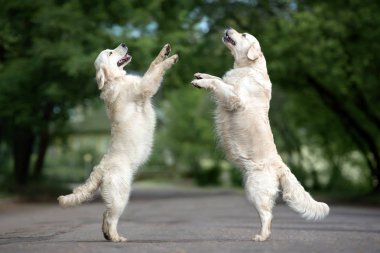 Sokakta dans eden iki golden retriever köpeği