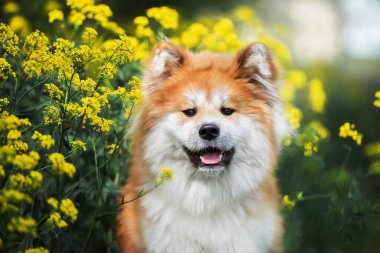 Açık havada poz veren mutlu akita inu köpekleri